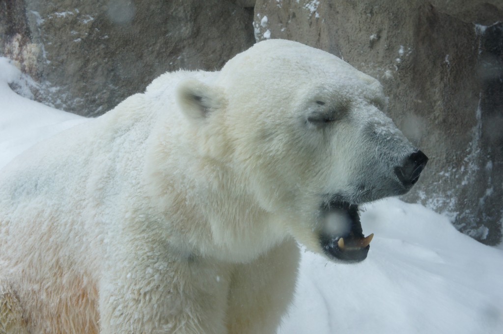 旭川動物園 - 7