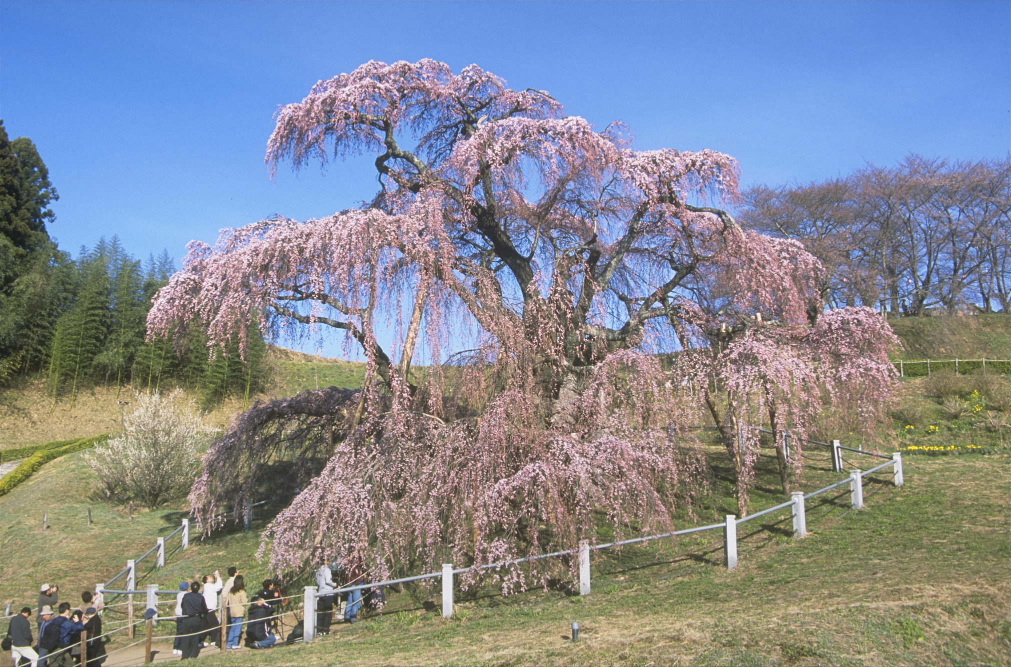 福島景點 福島自由行必去 經典行程保存版 大內宿 會津若松 喜多方 步步日本