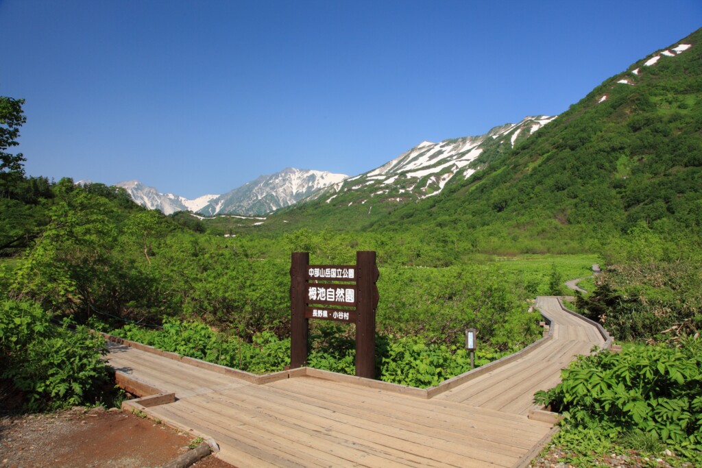 ©️Tsugaike Mountain Resort 栂池自然園