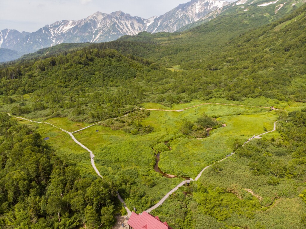 ©️Tsugaike Mountain Resort 栂池自然園