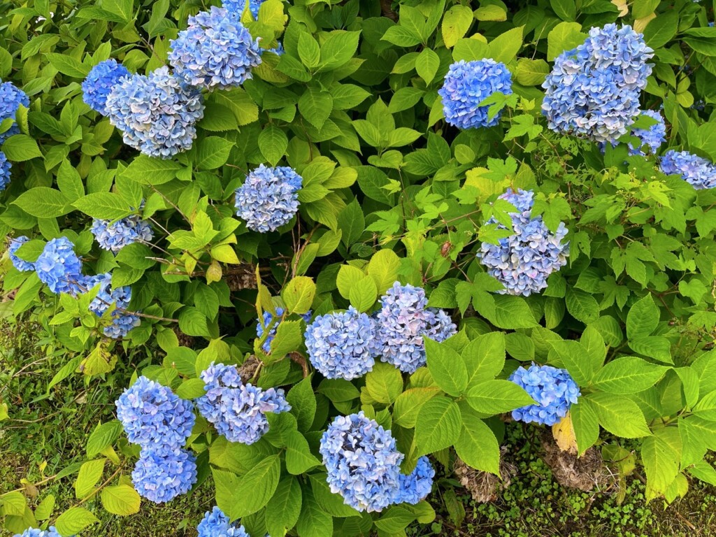 新潟一日遊