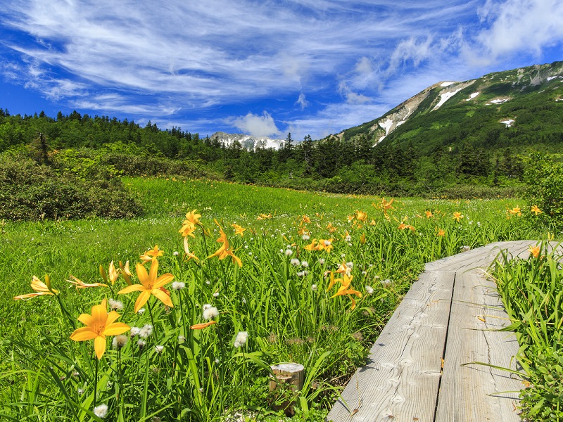 ©️Tsugaike Mountain Resort 栂池自然園