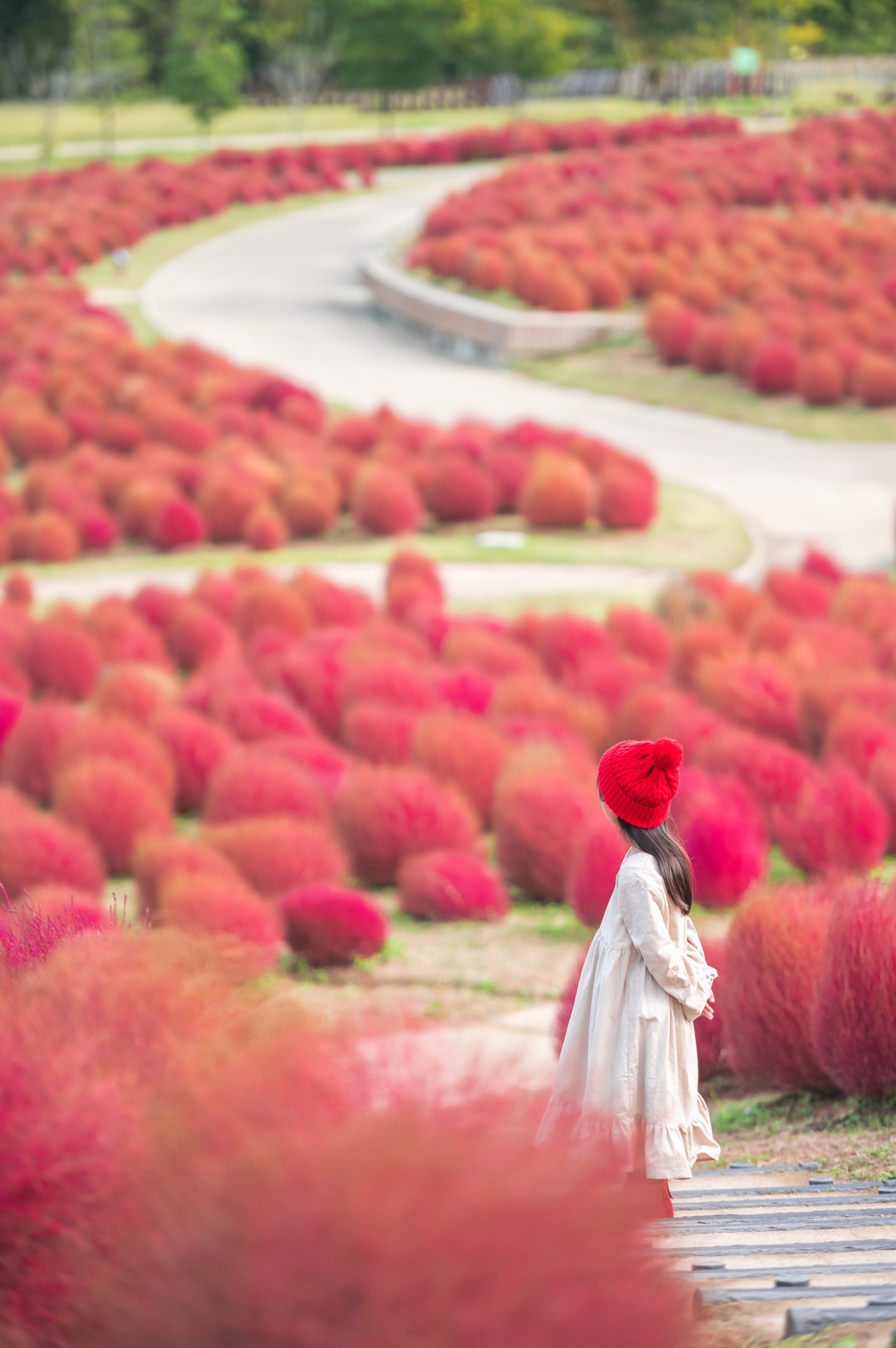 【香川 景點】秋天賞花必去！國營讚岐滿濃公園  2024色彩繽紛節盛大舉辦中