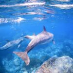 【東京離島】到東京「御藏島」與海豚共遊！和超可愛「瓶鼻海豚」超近距離互動