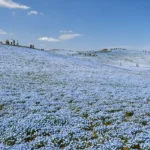 【茨城】國營常陸海濱公園「Flowering2025」盛開的粉蝶花迎來最佳觀賞期